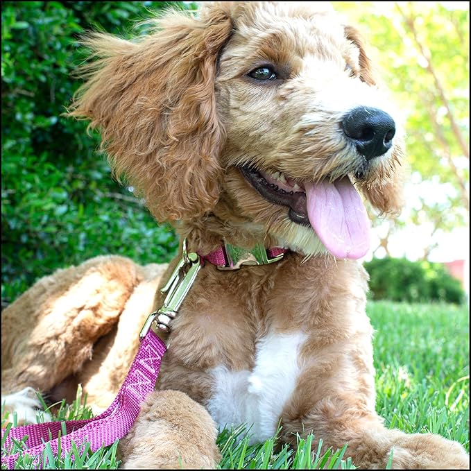 Country Brook Petz - Premium Nylon Dog Collar with Metal Buckle for Small Medium Large Breeds - 10+ Warm Colors (Small, 3/4 Inch, Rose)