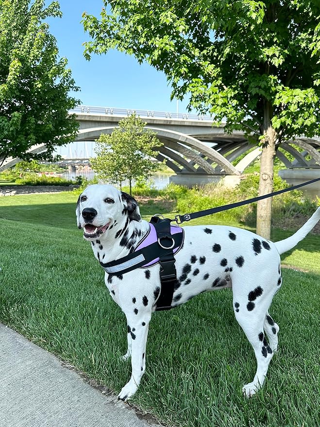 ShawnCo Essential Dog Harness, No-Pull Pet Vest with 3 Leash Clips, No Choke, Reflective, Adjustable and Padded, for Easy Walking and Training for Small, Medium and Large Dogs (ICY Lilac, L)